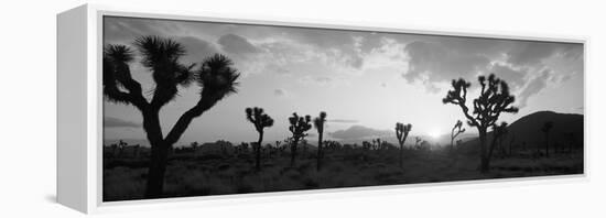 Sunset, Joshua Tree Park, California, USA-null-Framed Stretched Canvas