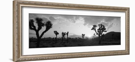 Sunset, Joshua Tree Park, California, USA-null-Framed Photographic Print