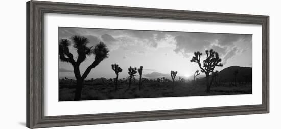 Sunset, Joshua Tree Park, California, USA-null-Framed Photographic Print