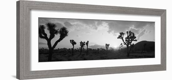 Sunset, Joshua Tree Park, California, USA-null-Framed Photographic Print