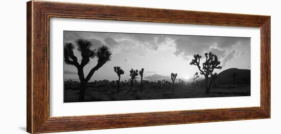 Sunset, Joshua Tree Park, California, USA--Framed Photographic Print