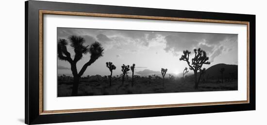 Sunset, Joshua Tree Park, California, USA-null-Framed Photographic Print