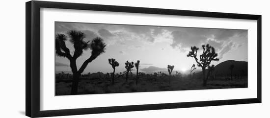 Sunset, Joshua Tree Park, California, USA-null-Framed Photographic Print