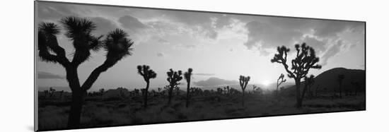 Sunset, Joshua Tree Park, California, USA-null-Mounted Photographic Print
