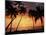 Sunset, Kohala Coast, Island of Hawaii, Hawaiian Islands, USA-null-Mounted Photographic Print