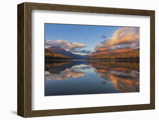 Sunset Light on Autumn Tamarack Trees over Bowman Lake in Glacier National Park, Montana Usa-Chuck Haney-Framed Photographic Print