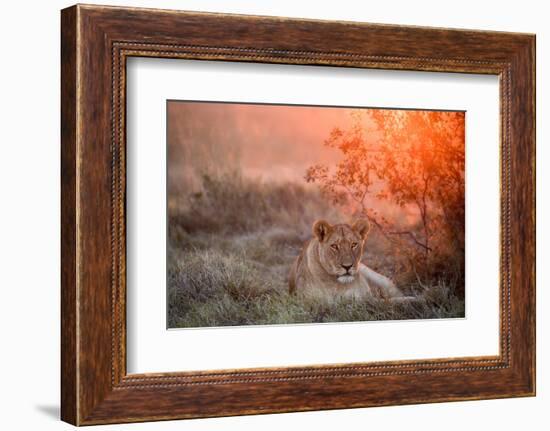 Sunset Lioness-Alessandro Catta-Framed Photographic Print