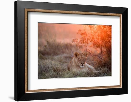 Sunset Lioness-Alessandro Catta-Framed Photographic Print