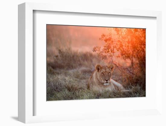 Sunset Lioness-Alessandro Catta-Framed Photographic Print