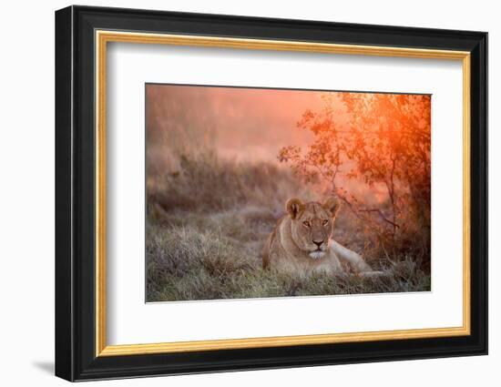 Sunset Lioness-Alessandro Catta-Framed Photographic Print