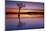 Sunset, lone tree in Milarrochy Bay, Loch Lomond and the Trossachs National Park, Balmaha, Stirling-Neale Clark-Mounted Photographic Print