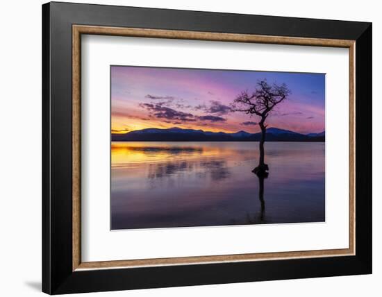 Sunset, lone tree in Milarrochy Bay, Loch Lomond and the Trossachs National Park, Balmaha, Stirling-Neale Clark-Framed Photographic Print