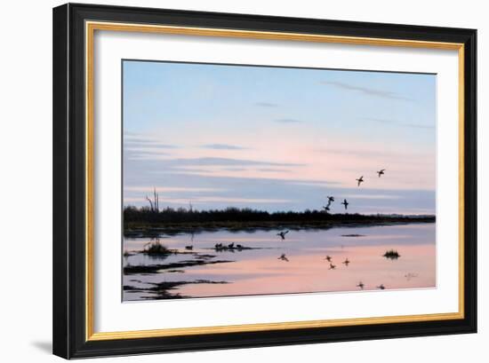 Sunset March Black Ducks-Wilhelm Goebel-Framed Giclee Print