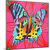 Sunset Moth, 2014-Jane Tattersfield-Mounted Giclee Print
