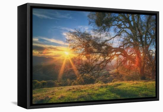 Sunset Oak, Mount Diablo State Park, Northern California-Vincent James-Framed Premier Image Canvas