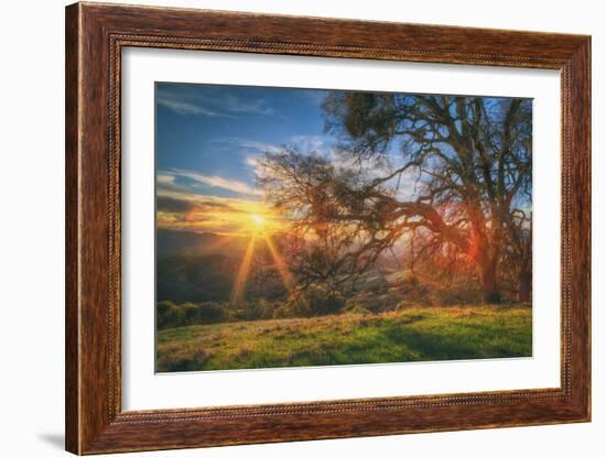 Sunset Oak, Mount Diablo State Park, Northern California-Vincent James-Framed Photographic Print