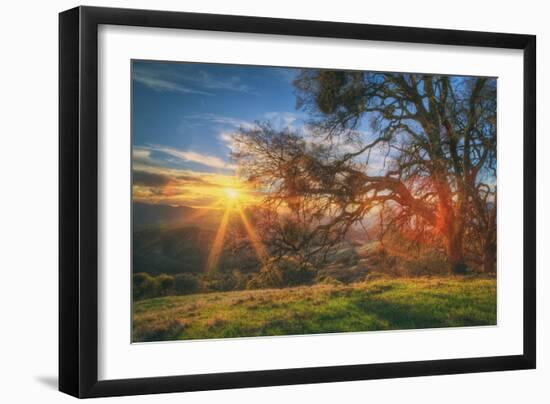 Sunset Oak, Mount Diablo State Park, Northern California-Vincent James-Framed Photographic Print