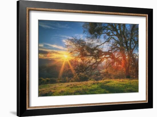 Sunset Oak, Mount Diablo State Park, Northern California-Vincent James-Framed Photographic Print