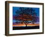 Sunset Oak-Patty Baker-Framed Art Print