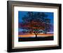 Sunset Oak-Patty Baker-Framed Art Print