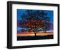 Sunset Oak-Patty Baker-Framed Art Print