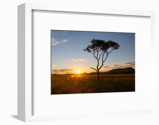 Sunset on a Beautiful Cerrado Vegetation Landscape with One Single Lonely Tree Silhouette, Chapada-Vitor Marigo-Framed Photographic Print