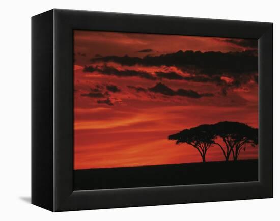 Sunset on Acacia Tree, Serengeti, Tanzania-Dee Ann Pederson-Framed Premier Image Canvas