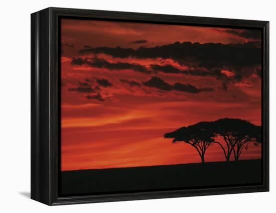 Sunset on Acacia Tree, Serengeti, Tanzania-Dee Ann Pederson-Framed Premier Image Canvas