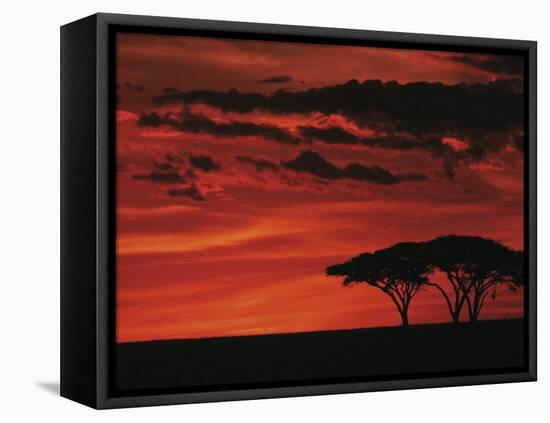 Sunset on Acacia Tree, Serengeti, Tanzania-Dee Ann Pederson-Framed Premier Image Canvas