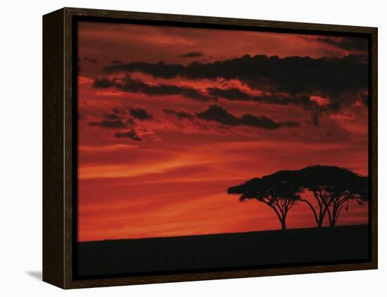 Sunset on Acacia Tree, Serengeti, Tanzania-Dee Ann Pederson-Framed Premier Image Canvas