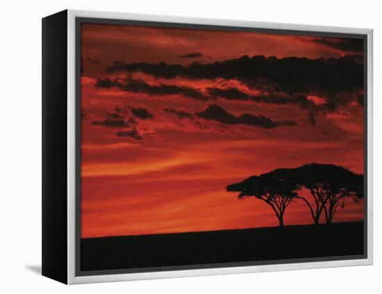 Sunset on Acacia Tree, Serengeti, Tanzania-Dee Ann Pederson-Framed Premier Image Canvas