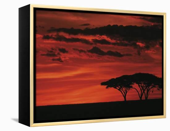 Sunset on Acacia Tree, Serengeti, Tanzania-Dee Ann Pederson-Framed Premier Image Canvas