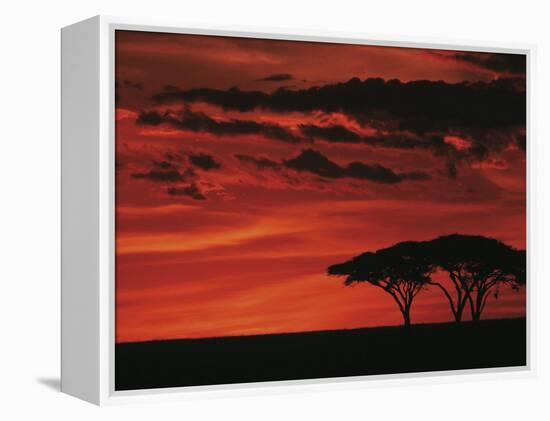 Sunset on Acacia Tree, Serengeti, Tanzania-Dee Ann Pederson-Framed Premier Image Canvas