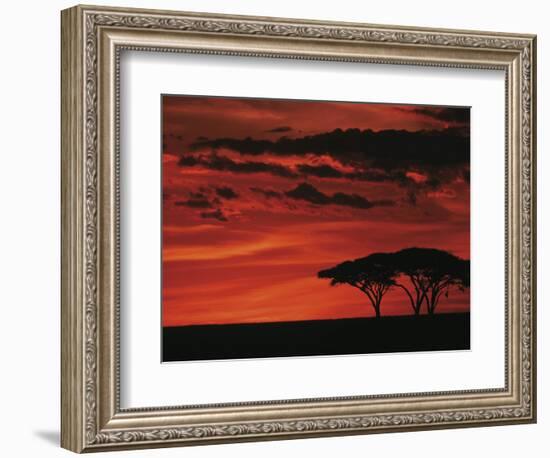 Sunset on Acacia Tree, Serengeti, Tanzania-Dee Ann Pederson-Framed Photographic Print