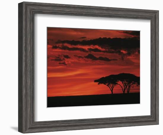 Sunset on Acacia Tree, Serengeti, Tanzania-Dee Ann Pederson-Framed Photographic Print