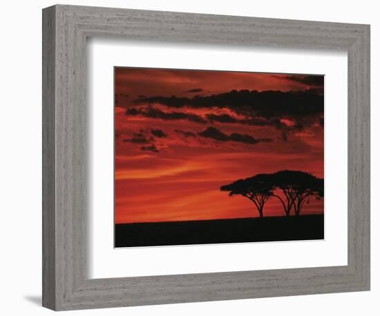 Sunset on Acacia Tree, Serengeti, Tanzania-Dee Ann Pederson-Framed Photographic Print