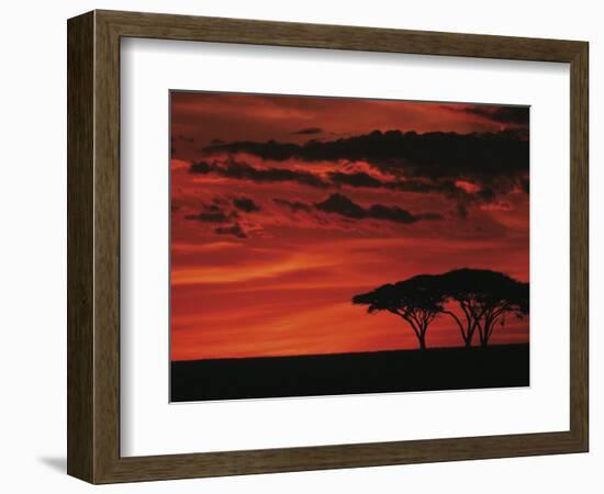 Sunset on Acacia Tree, Serengeti, Tanzania-Dee Ann Pederson-Framed Photographic Print