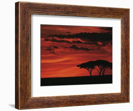 Sunset on Acacia Tree, Serengeti, Tanzania-Dee Ann Pederson-Framed Photographic Print