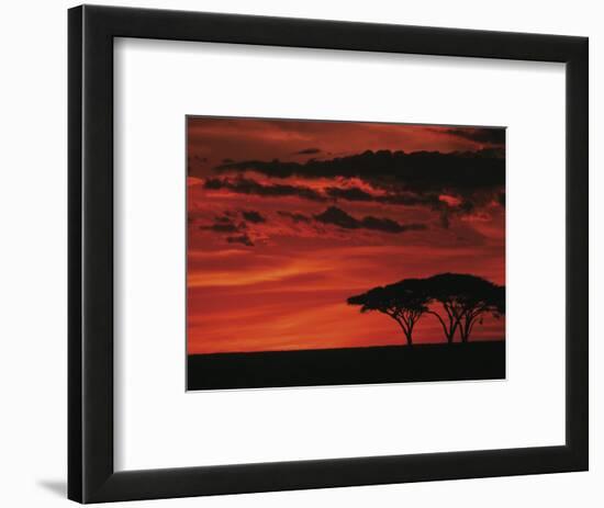 Sunset on Acacia Tree, Serengeti, Tanzania-Dee Ann Pederson-Framed Photographic Print