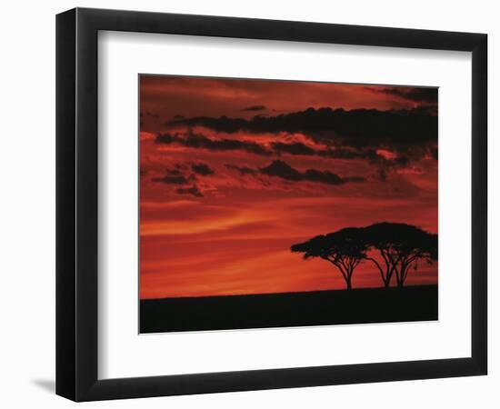 Sunset on Acacia Tree, Serengeti, Tanzania-Dee Ann Pederson-Framed Photographic Print