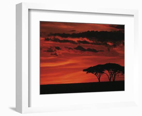 Sunset on Acacia Tree, Serengeti, Tanzania-Dee Ann Pederson-Framed Photographic Print