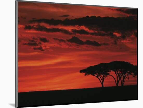 Sunset on Acacia Tree, Serengeti, Tanzania-Dee Ann Pederson-Mounted Photographic Print