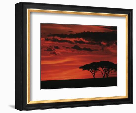 Sunset on Acacia Tree, Serengeti, Tanzania-Dee Ann Pederson-Framed Photographic Print