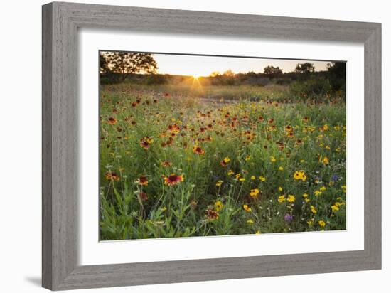 Sunset on Texas wildflowers-Larry Ditto-Framed Photographic Print