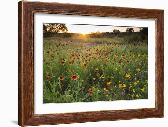 Sunset on Texas wildflowers-Larry Ditto-Framed Photographic Print