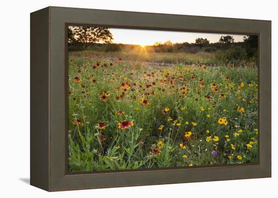 Sunset on Texas wildflowers-Larry Ditto-Framed Premier Image Canvas