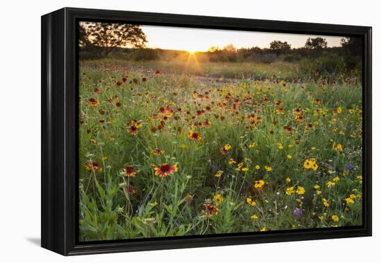 Sunset on Texas wildflowers-Larry Ditto-Framed Premier Image Canvas