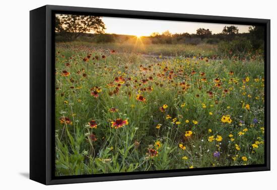 Sunset on Texas wildflowers-Larry Ditto-Framed Premier Image Canvas