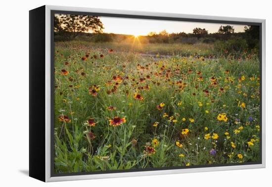 Sunset on Texas wildflowers-Larry Ditto-Framed Premier Image Canvas