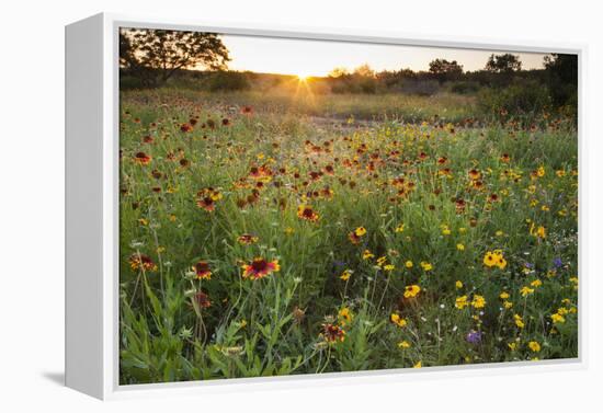 Sunset on Texas wildflowers-Larry Ditto-Framed Premier Image Canvas